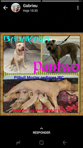 Pitbull Moster pedigree IBC