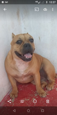 Américan bully