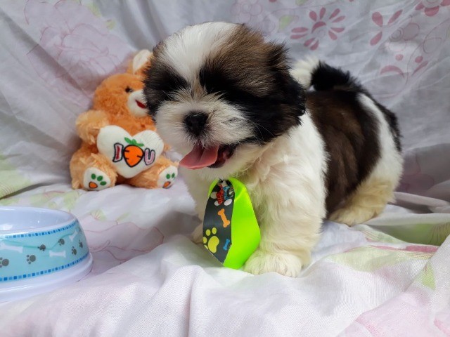 shih tzu