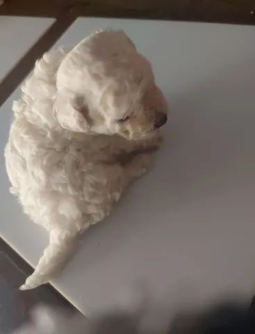 Poodle Toy Macho - Foto 2