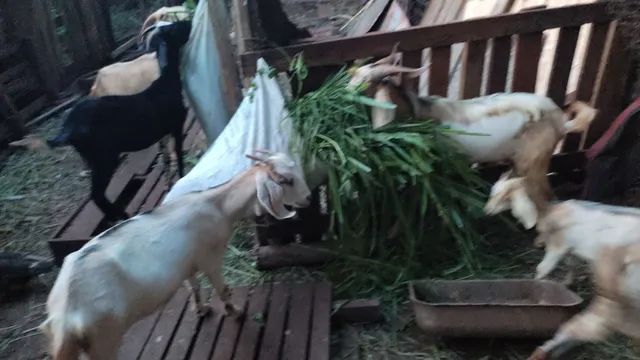 Venda  - Foto 2