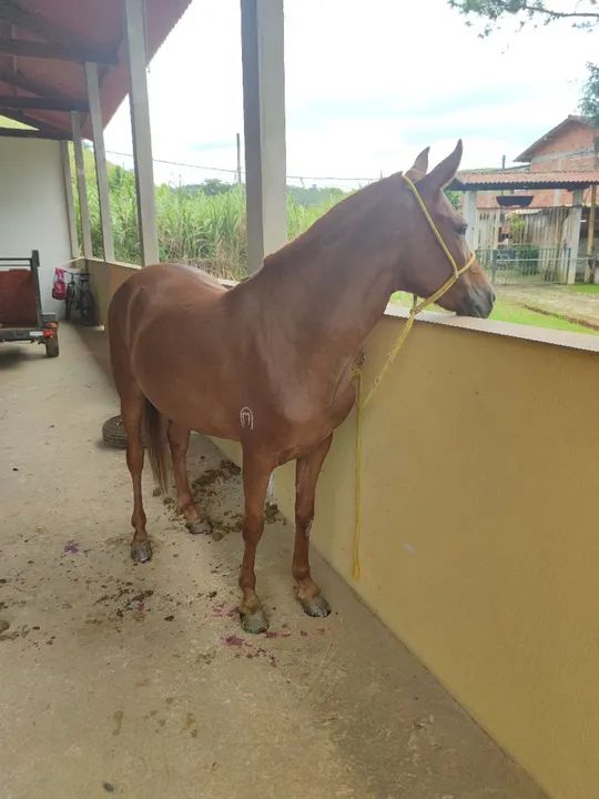 Égua Mangalarga Marchador  - Foto 5