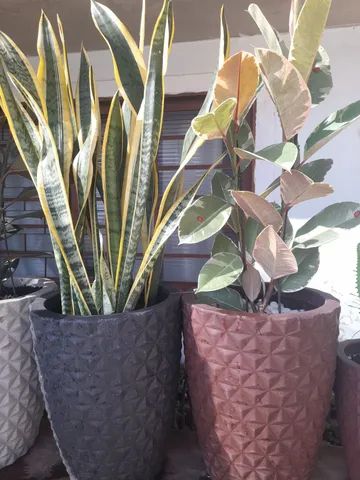 Ficus elástica  - Foto 2