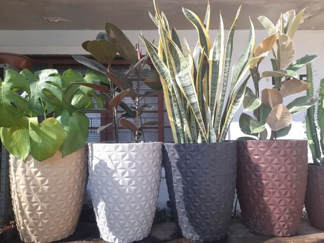 Ficus elástica