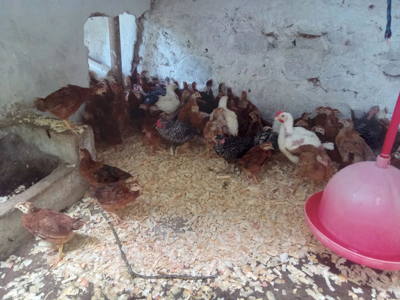 Embrapa 051 - Foto 5