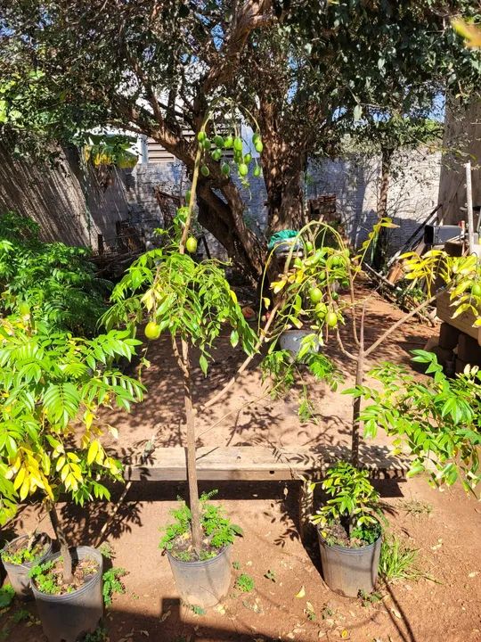 Mudas de Cajamanga para vaso ou chão  - Foto 3