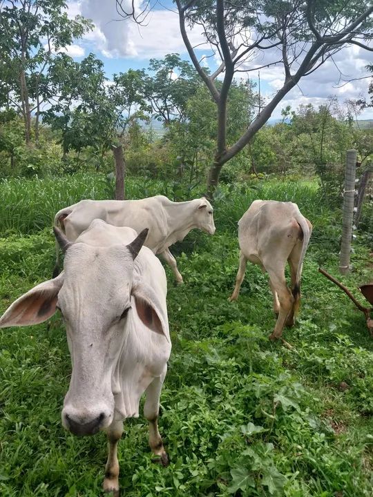 Novilhas / vacas/ cavalo - Foto 5