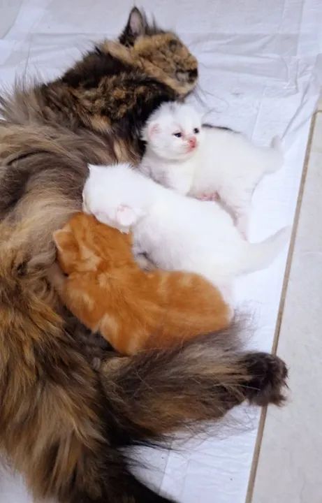 Filhotes Persa para reserva