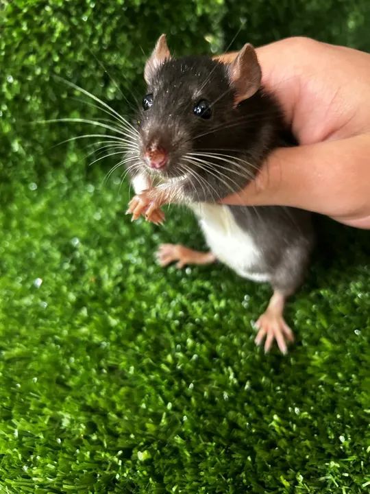 Rato Twister - criação saldavel - Foto 3