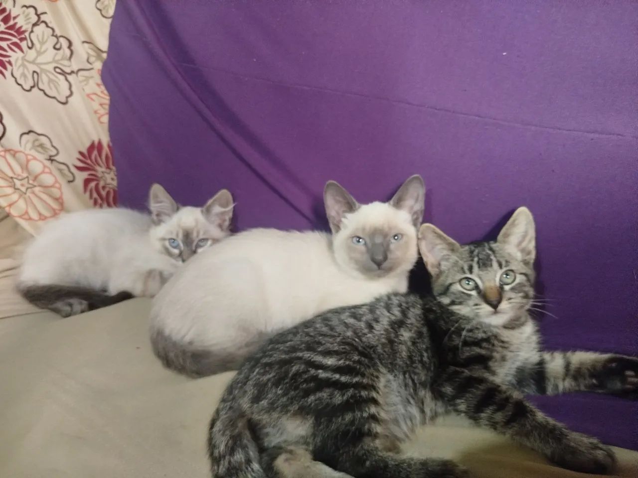 Gatinhos pra doação 