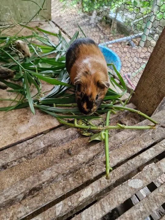 Porquinho da india, hamister, coelho - Foto 6