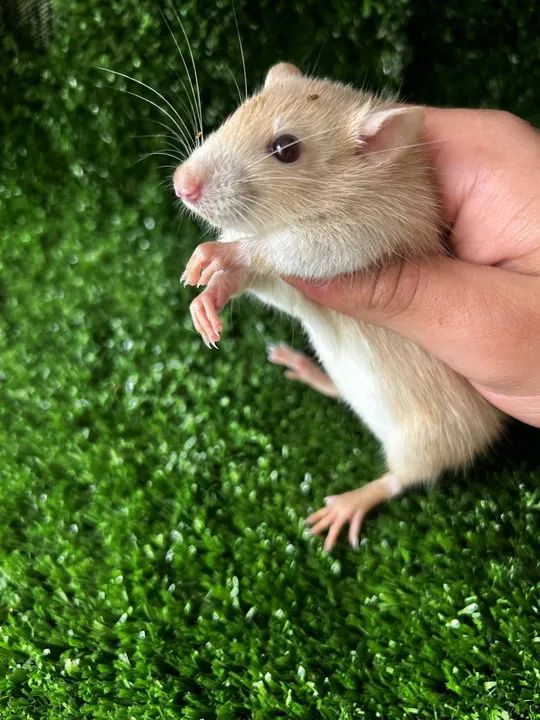 Rato Twister - criação saldavel - Foto 5