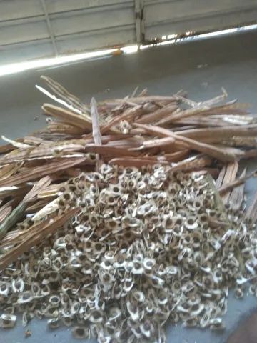 2.000 Sementes de Moringa Oleifera  - Foto 3