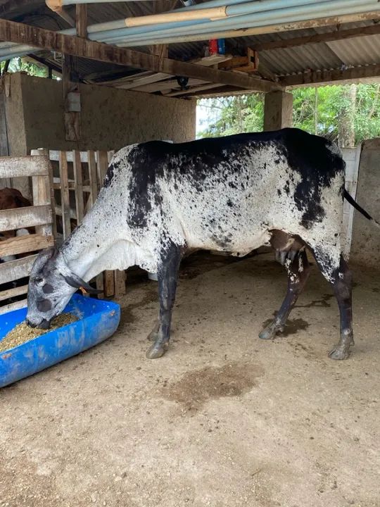 Novilha Girolando com Bezerra ao pé 