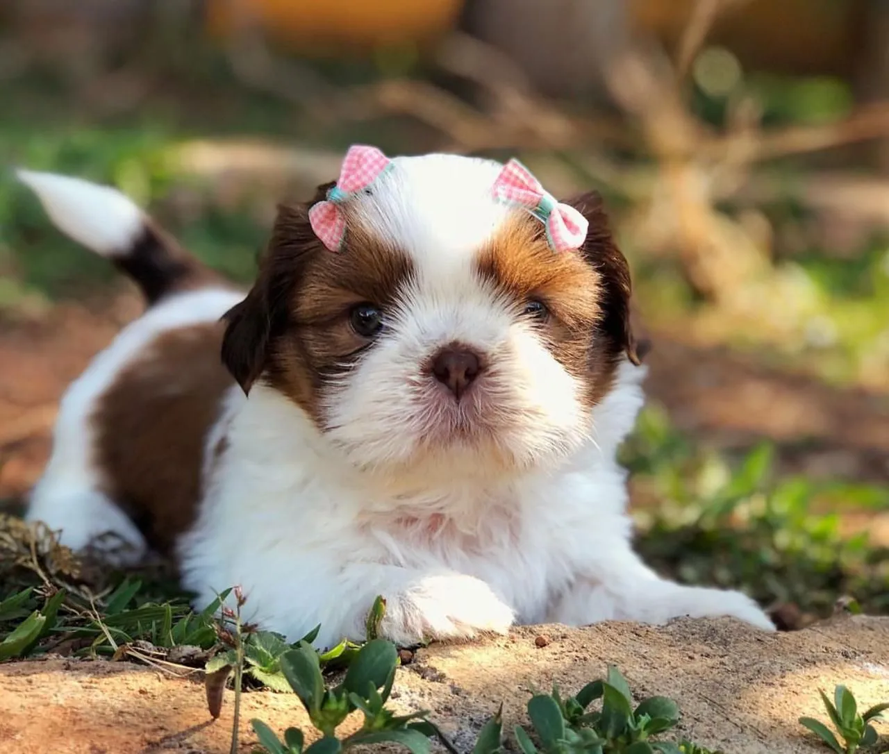 Filhote Shih Tzu Encantador à Venda