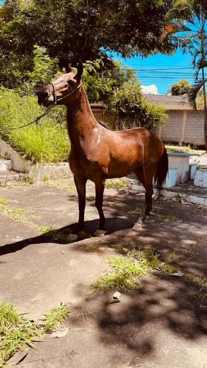 Cavalo Mangalarga Marchador