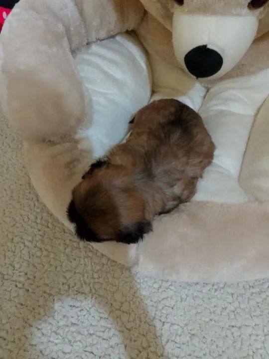 Shitzu macho filhote  - Foto 3