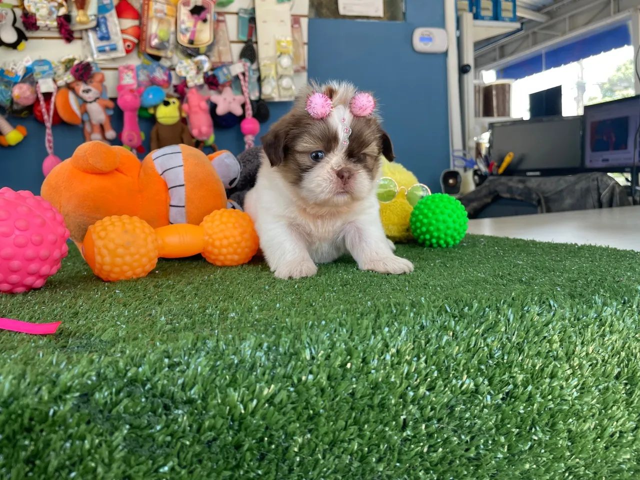 Shih tzu fêmea mini dos olhos verdes $2.400,00 - Foto 2