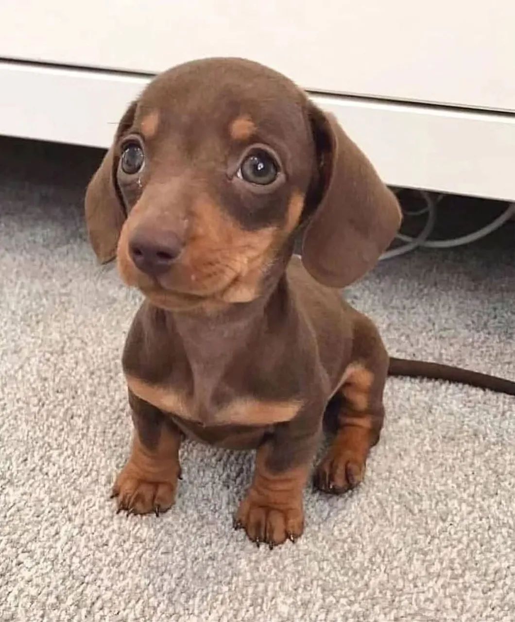 Daschund Kaninchen disponível! Corpo curto e orelhas longas.