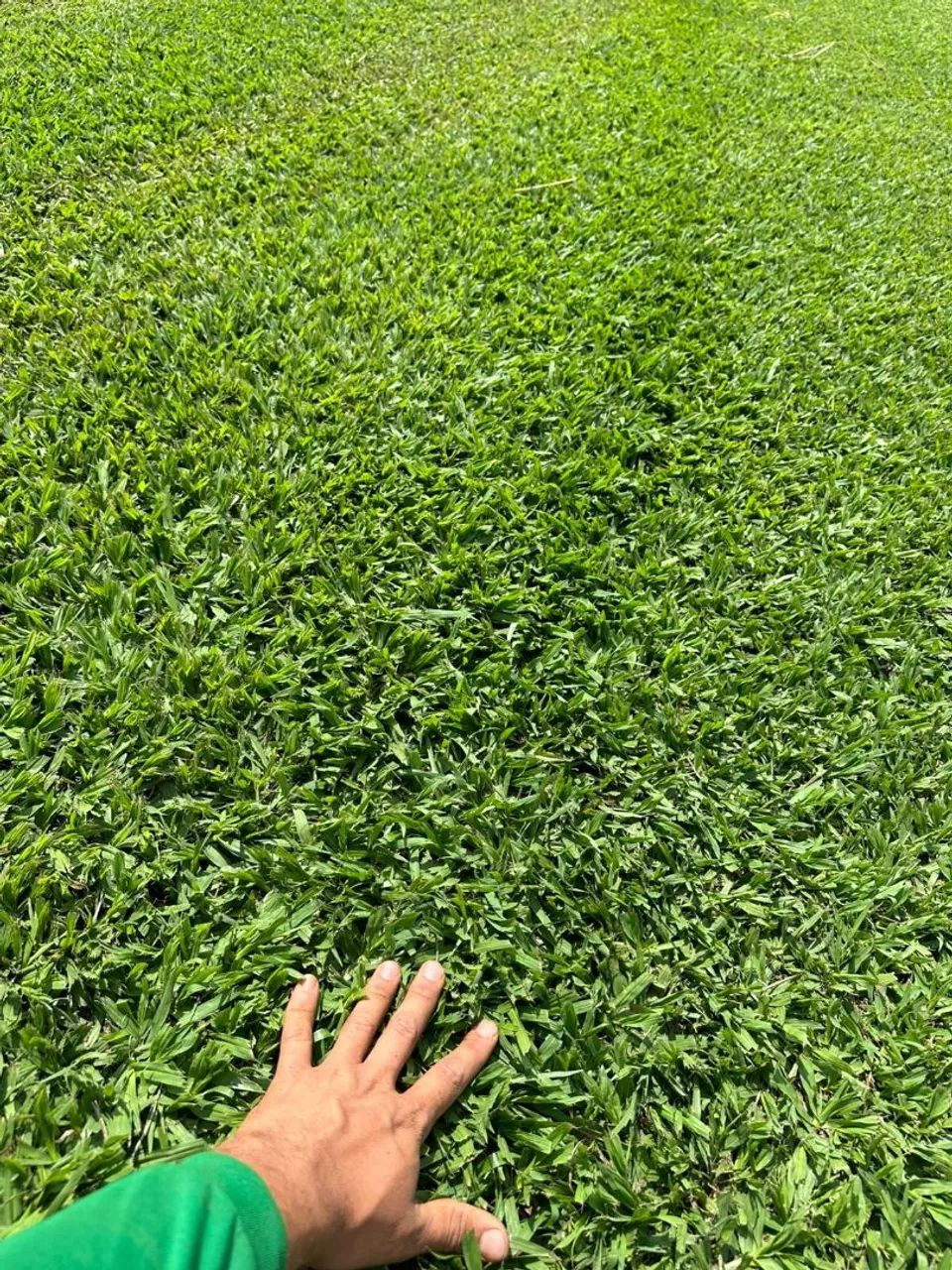 Grama apartir de 6,00 reais em mudas 