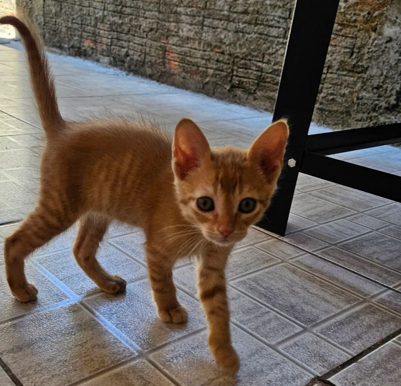Gatinho Laranja para Adoção - Foto 3