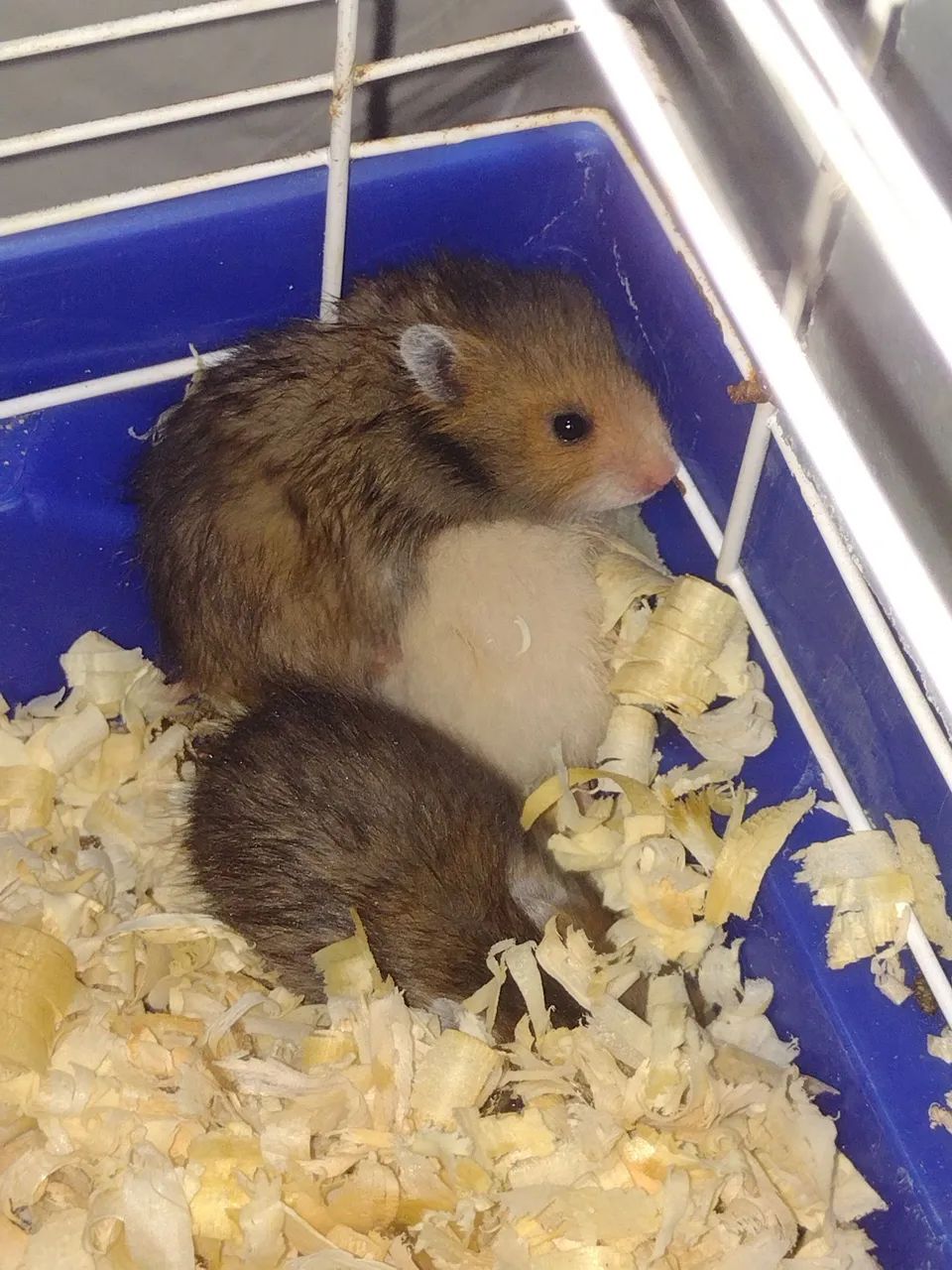Filhotes de hamster sírio  - Foto 2