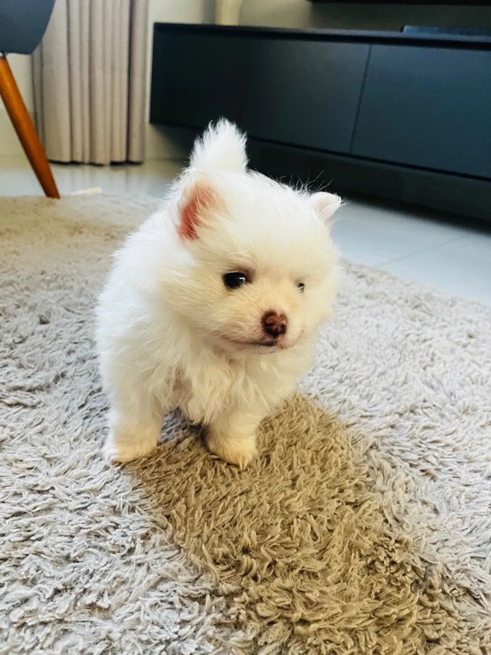 Cachorro Spitz Alemão  - Foto 6