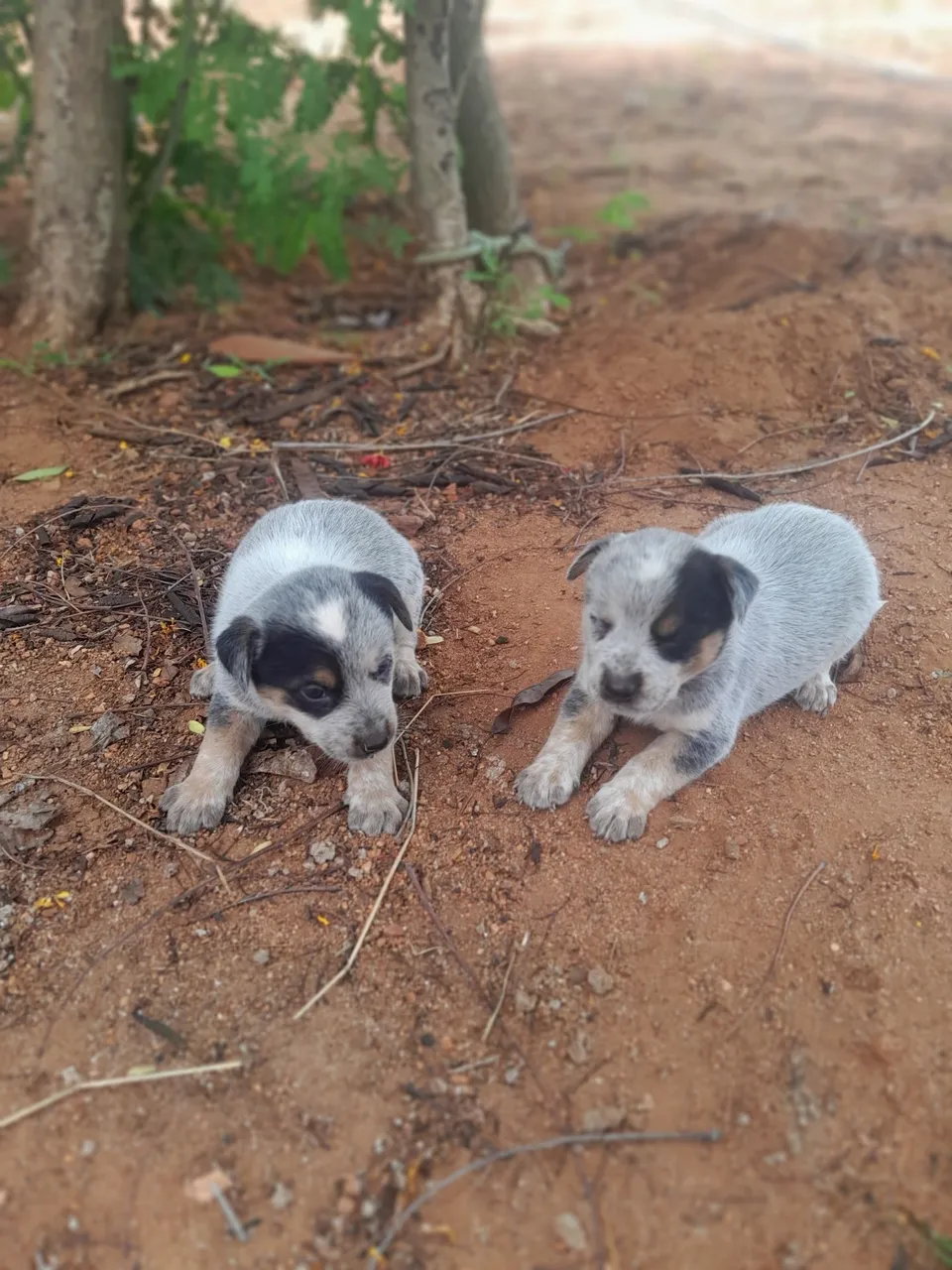 Filhotes de blue heeler
