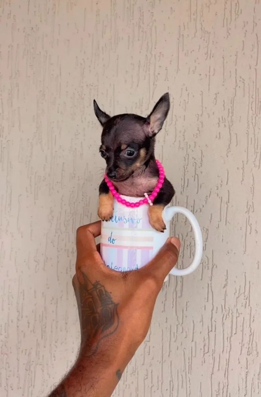 Filhote de pinscher Mini