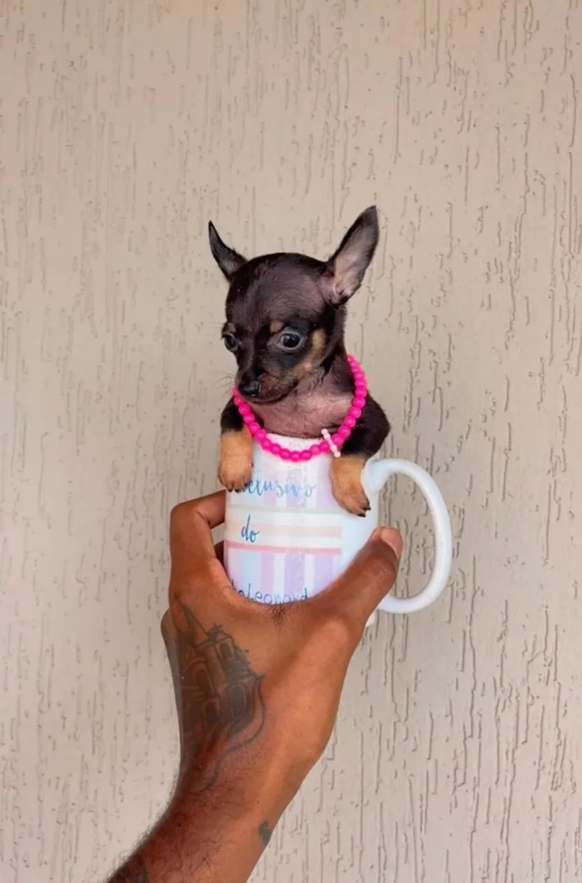 Filhote de pinscher Mini