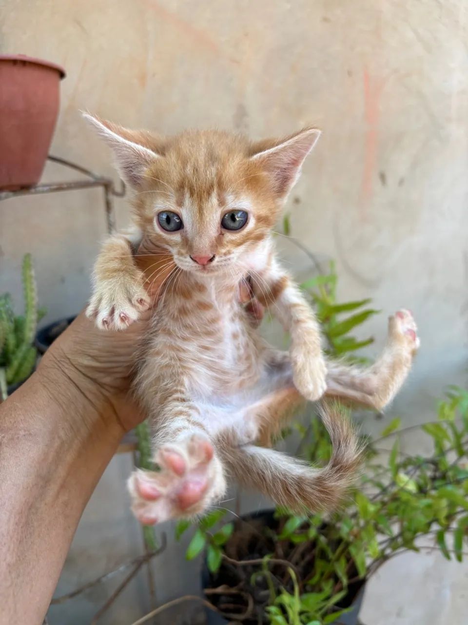 Filhote de gato laranja adorável