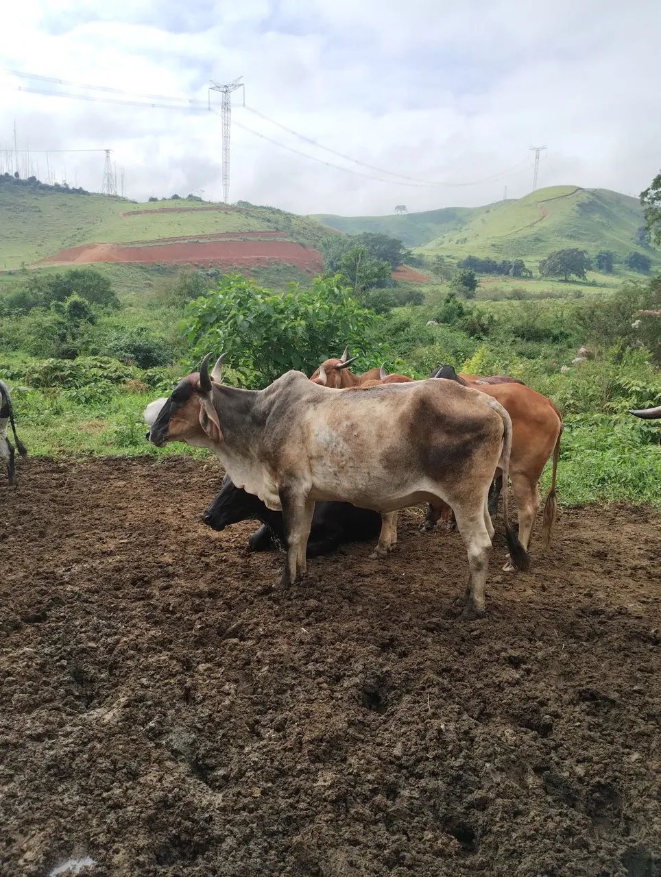 Vacas  - Foto 3