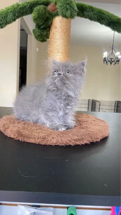 Entrega grátis  - Foto 3