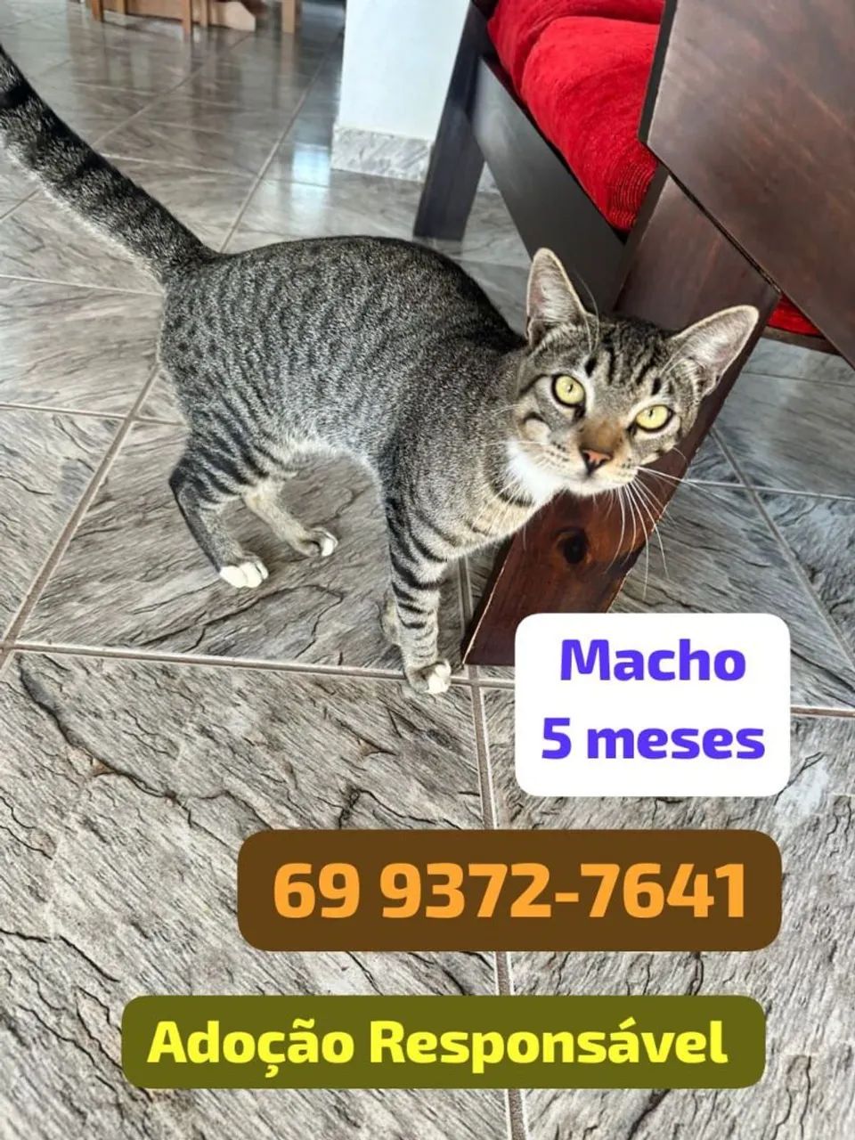 Gatinho Macho para adoção responsável