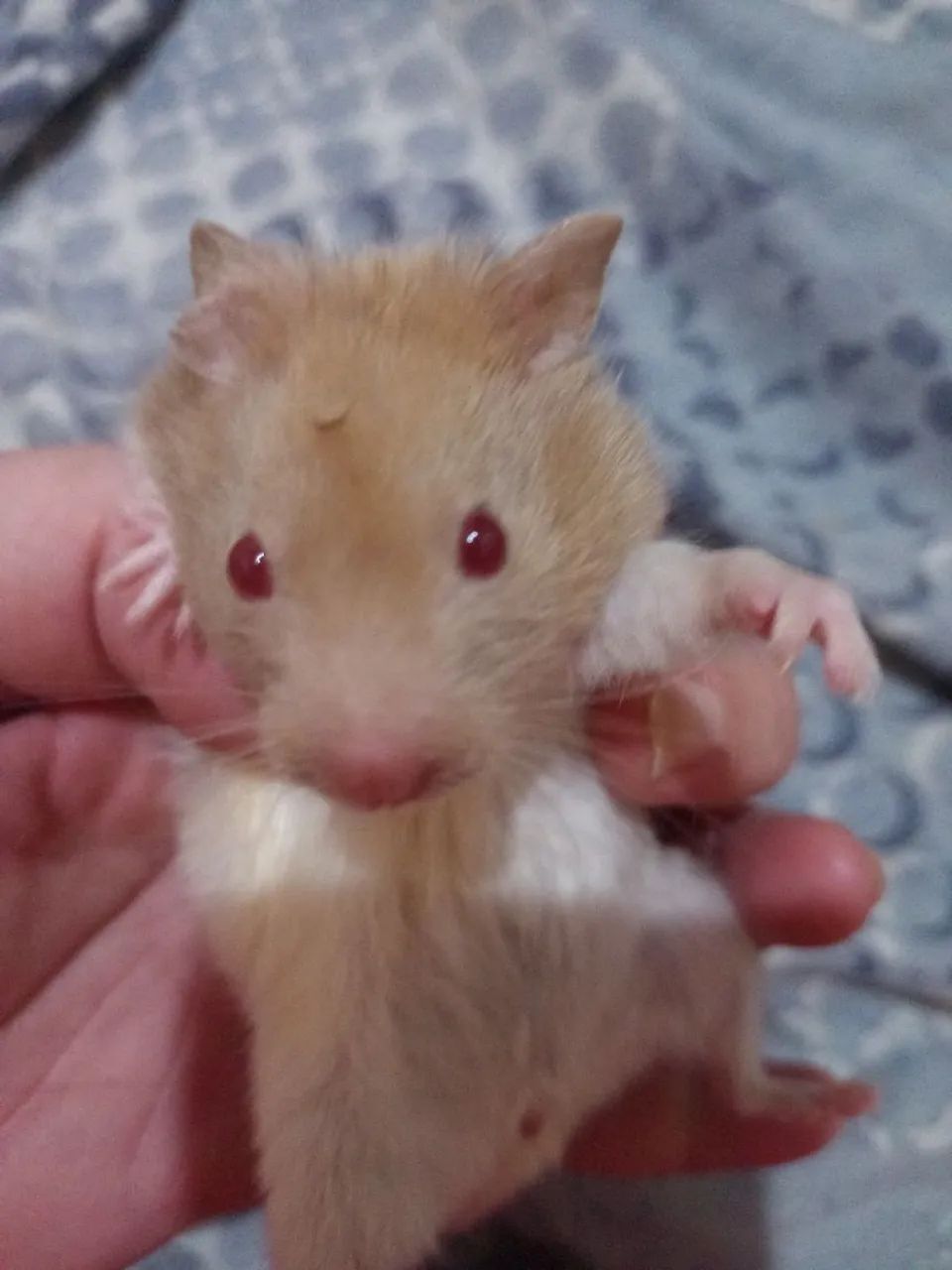 Hamsters fofinhos para adoção - Foto 2