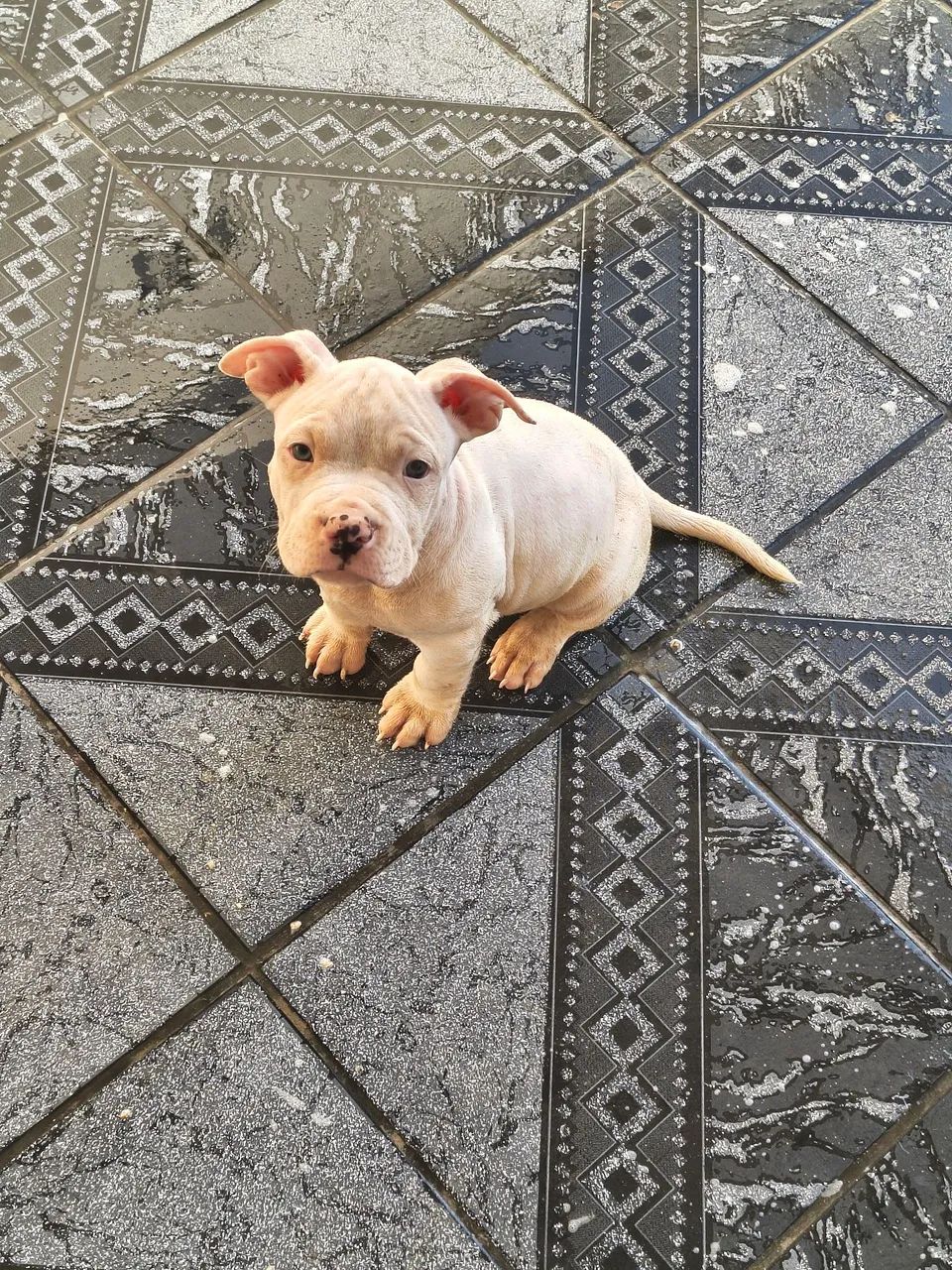 American Bully 