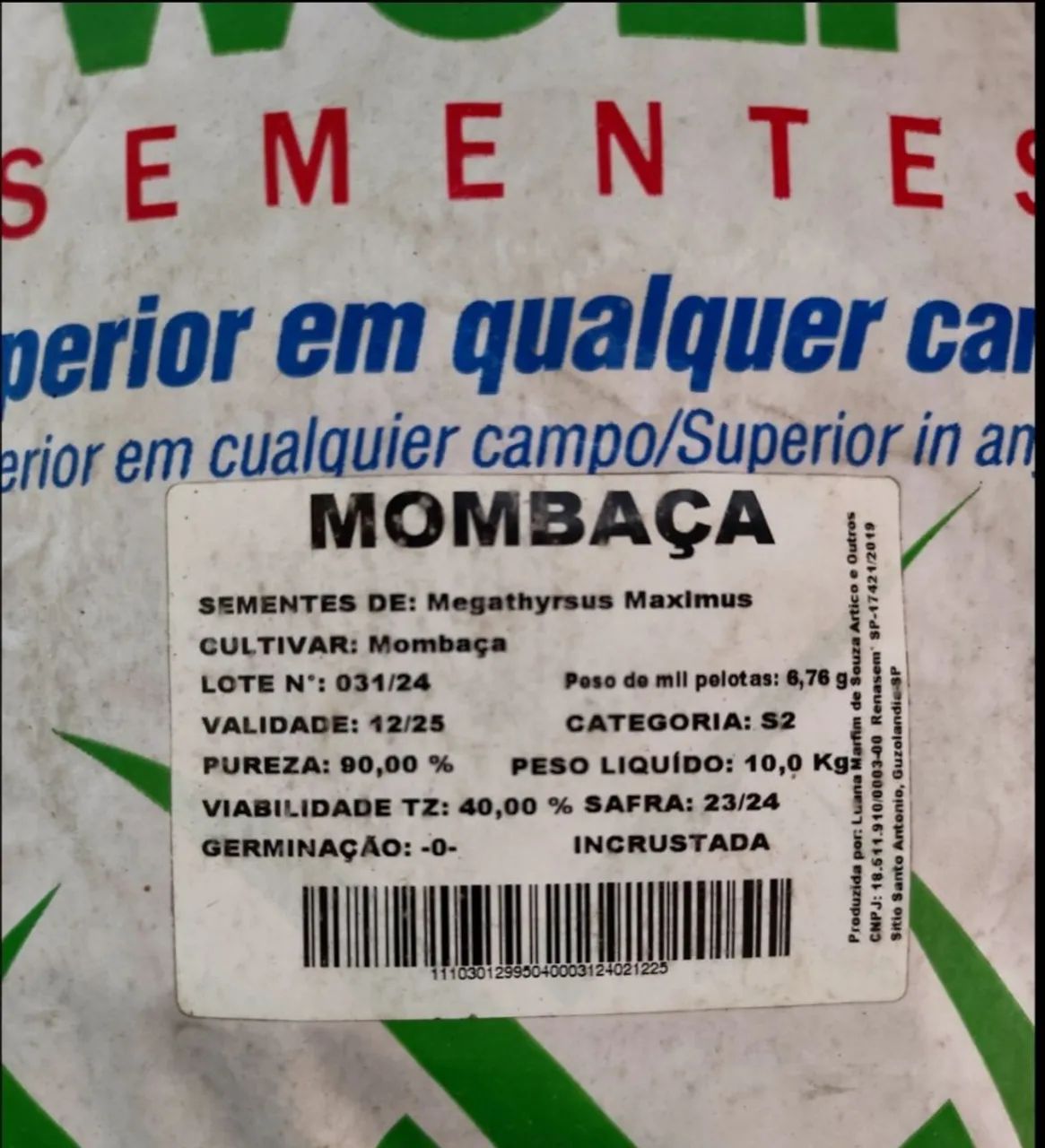 Sementes de Mombaça WOLF - 10kg - Foto 2