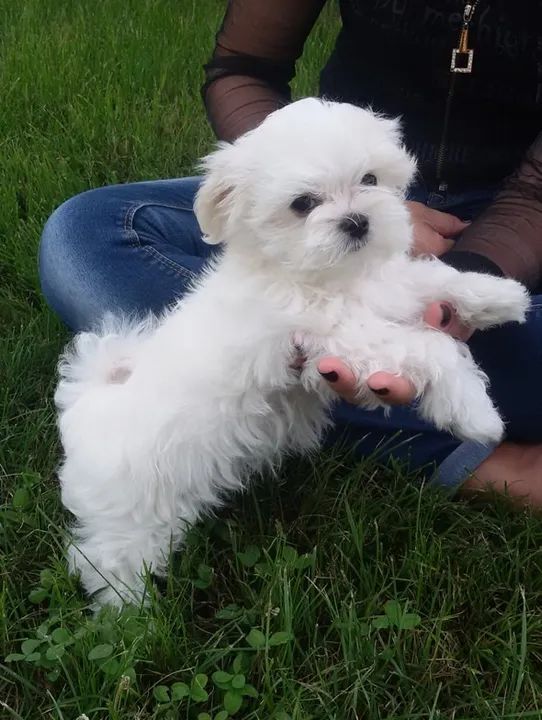 Maltês Mini White Fêmea - Adorável, Carinhosa e Muito Sociável!