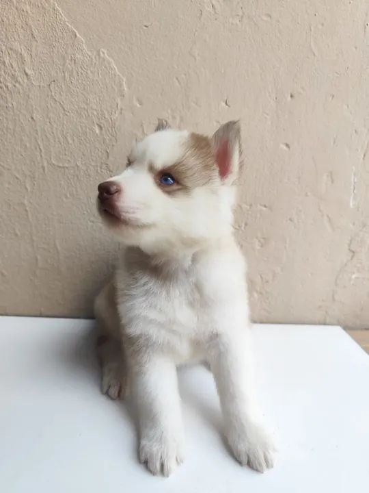 Filhotes de husky siberiano  - Foto 3