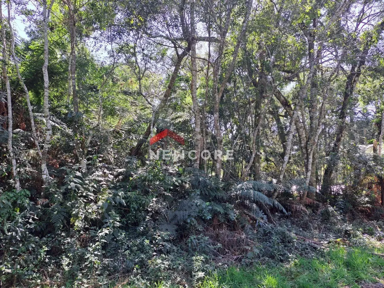 Lote em rua 7 - Colinas - São Francisco de Paula/RS