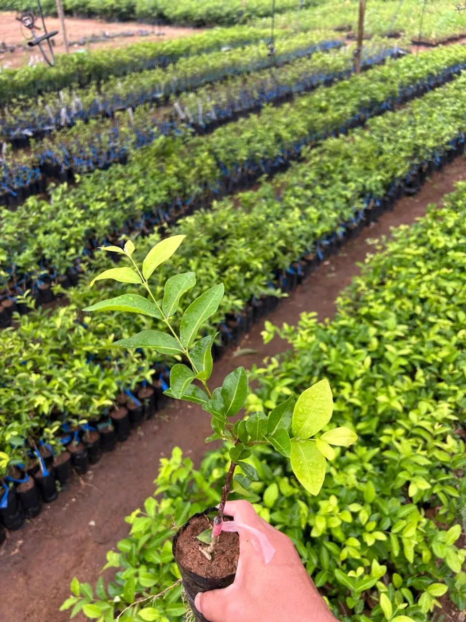 Mudas de acerola - Foto 2