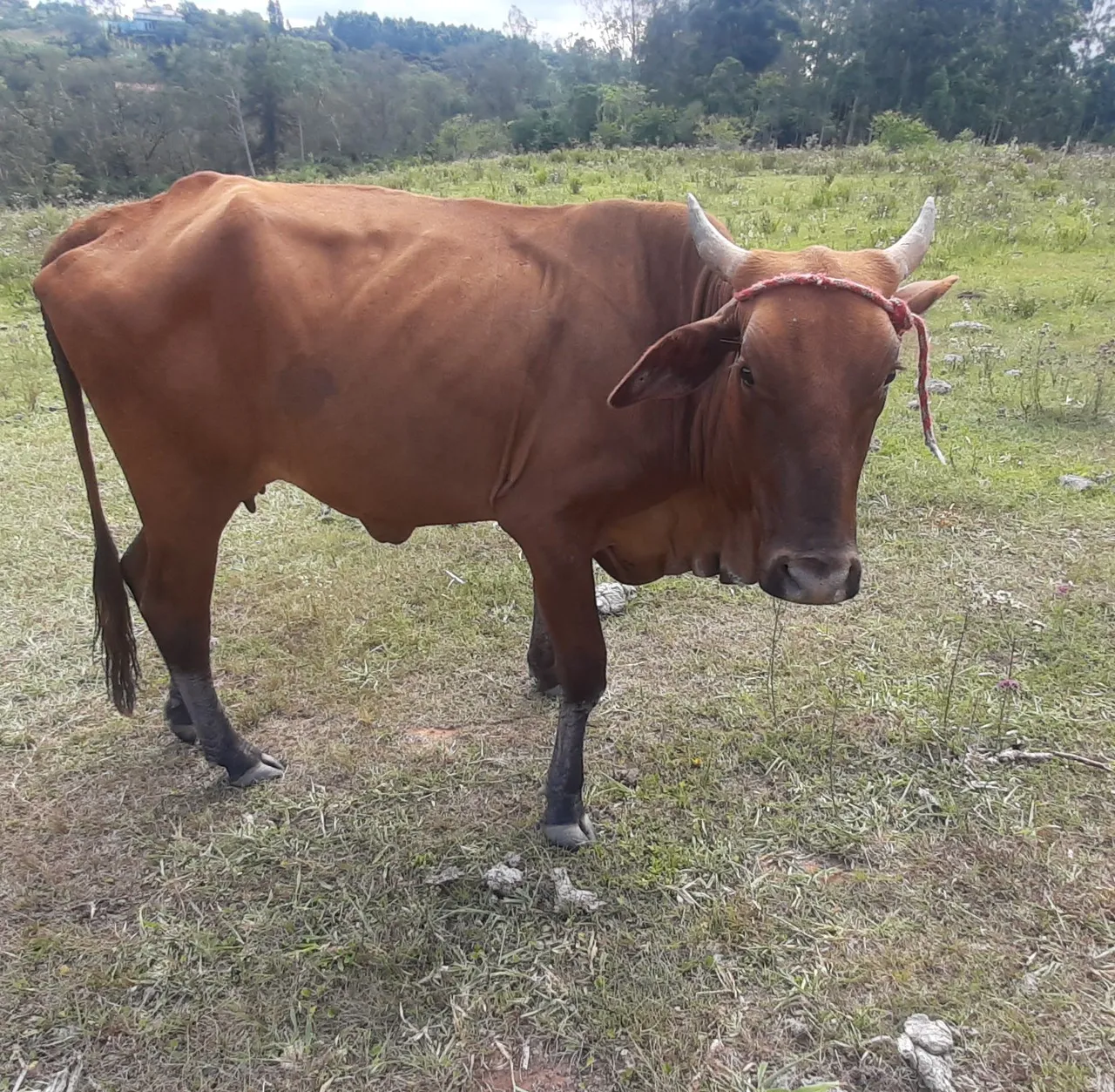 Vaca pra vender logo 