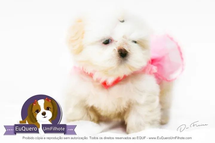 Shih-Tzu: Filhote Fêmea Preta, Acompanhada de Carinho e Beleza!