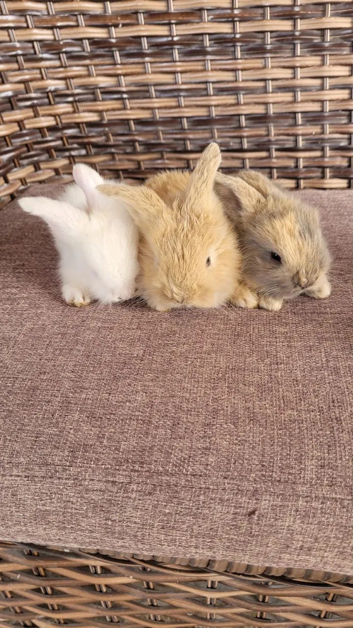 Mini Coelho