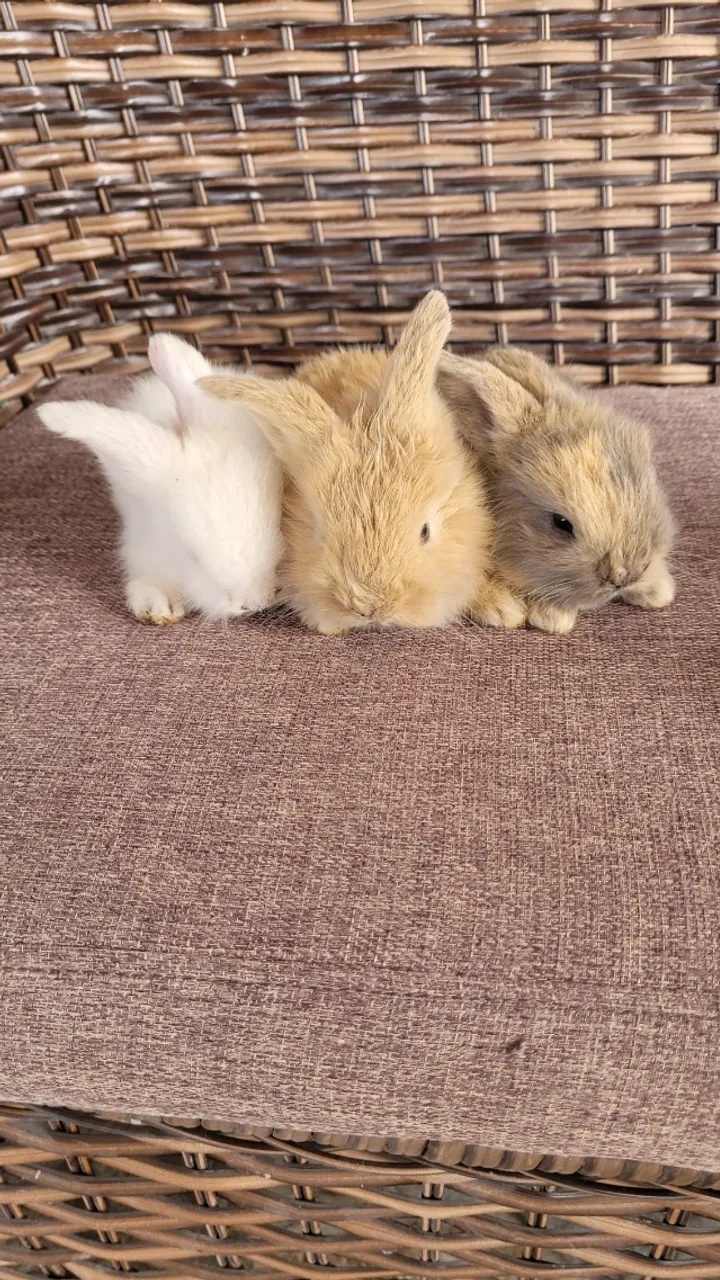 Mini Coelho