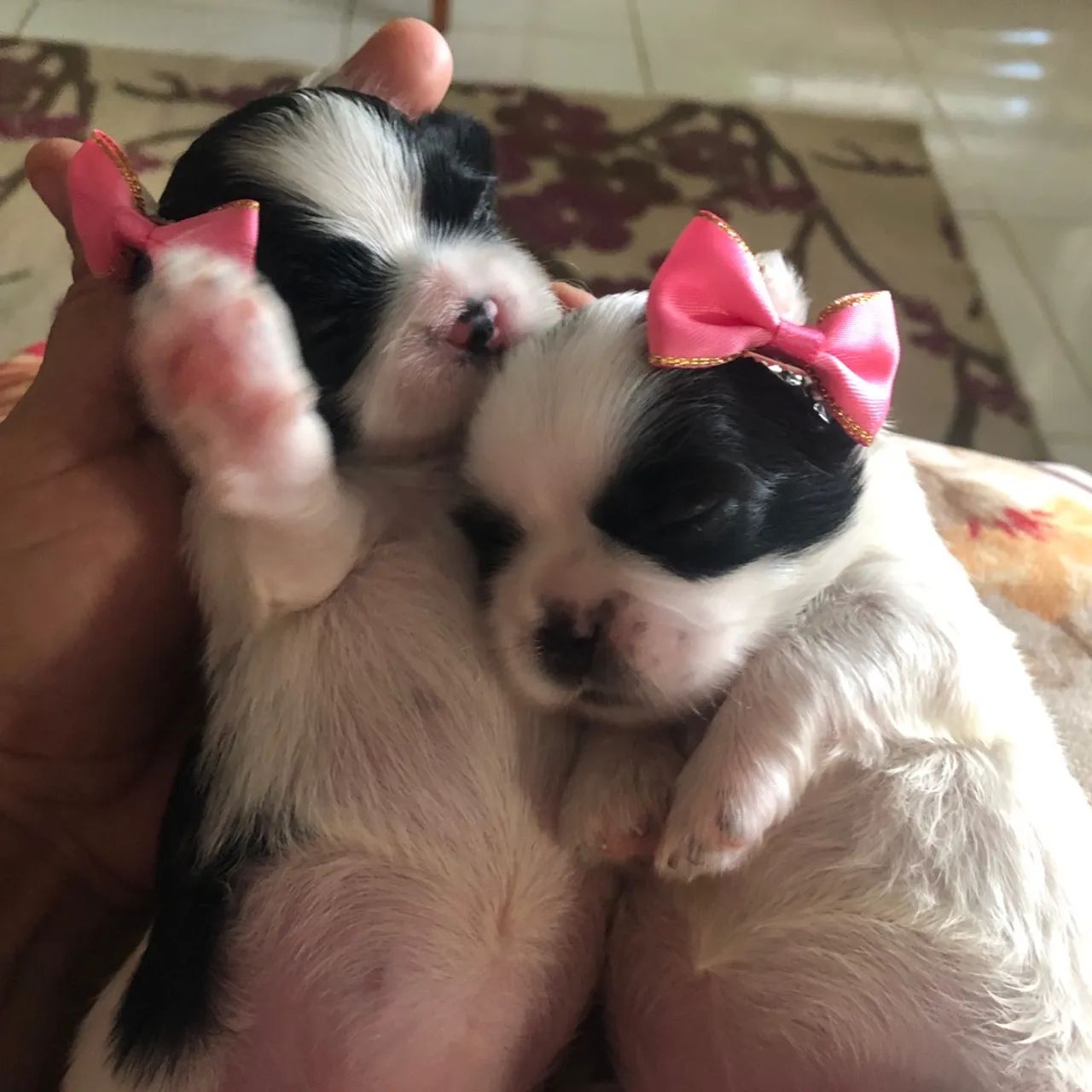 Bebês lindas de shih Tzu - Foto 2