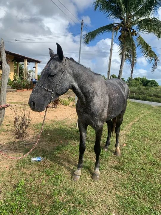  Vende está linda égua mestiça de mangalarga  - Foto 4