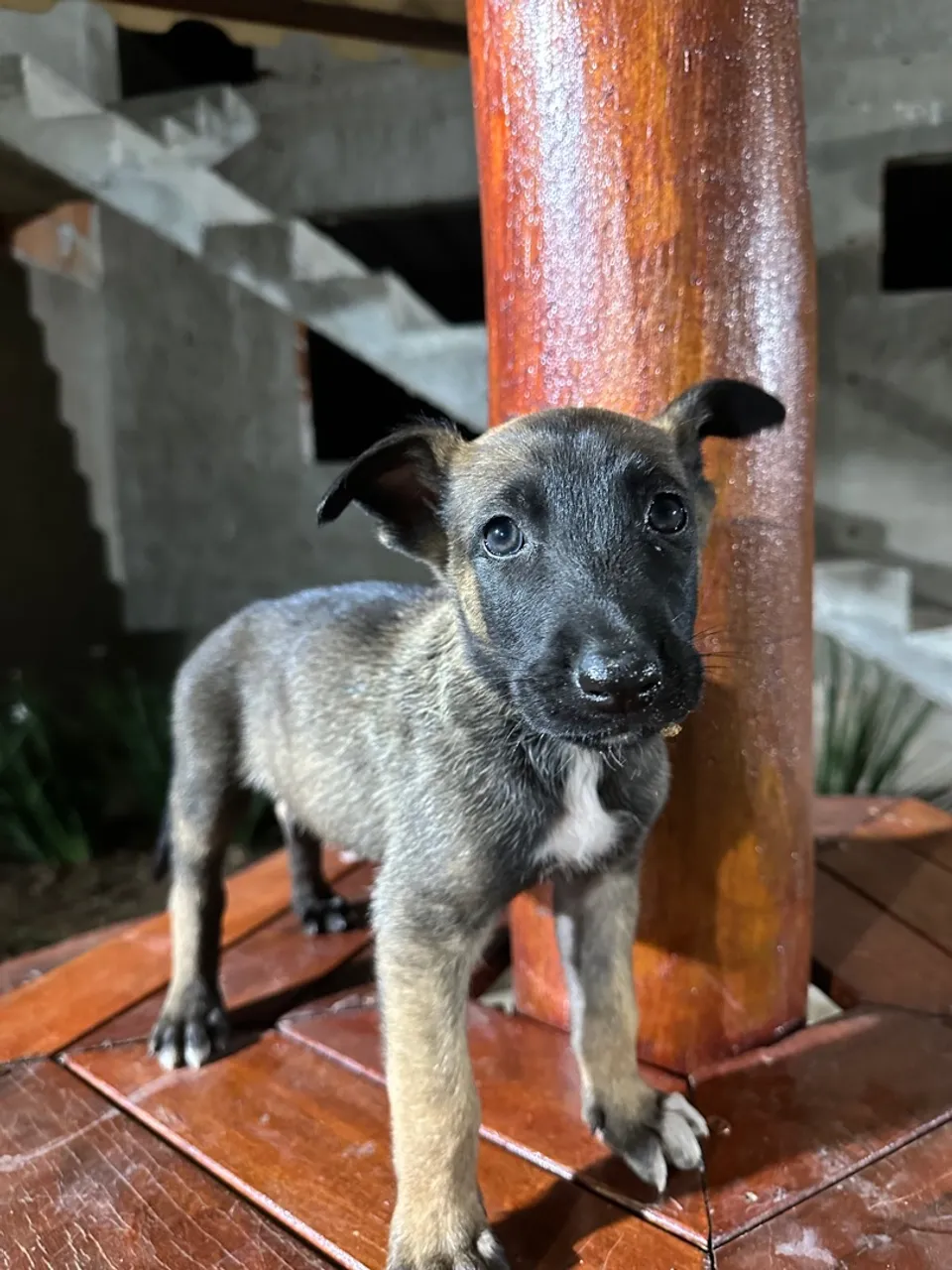 Filhote de Pastor Belga Malinois macho