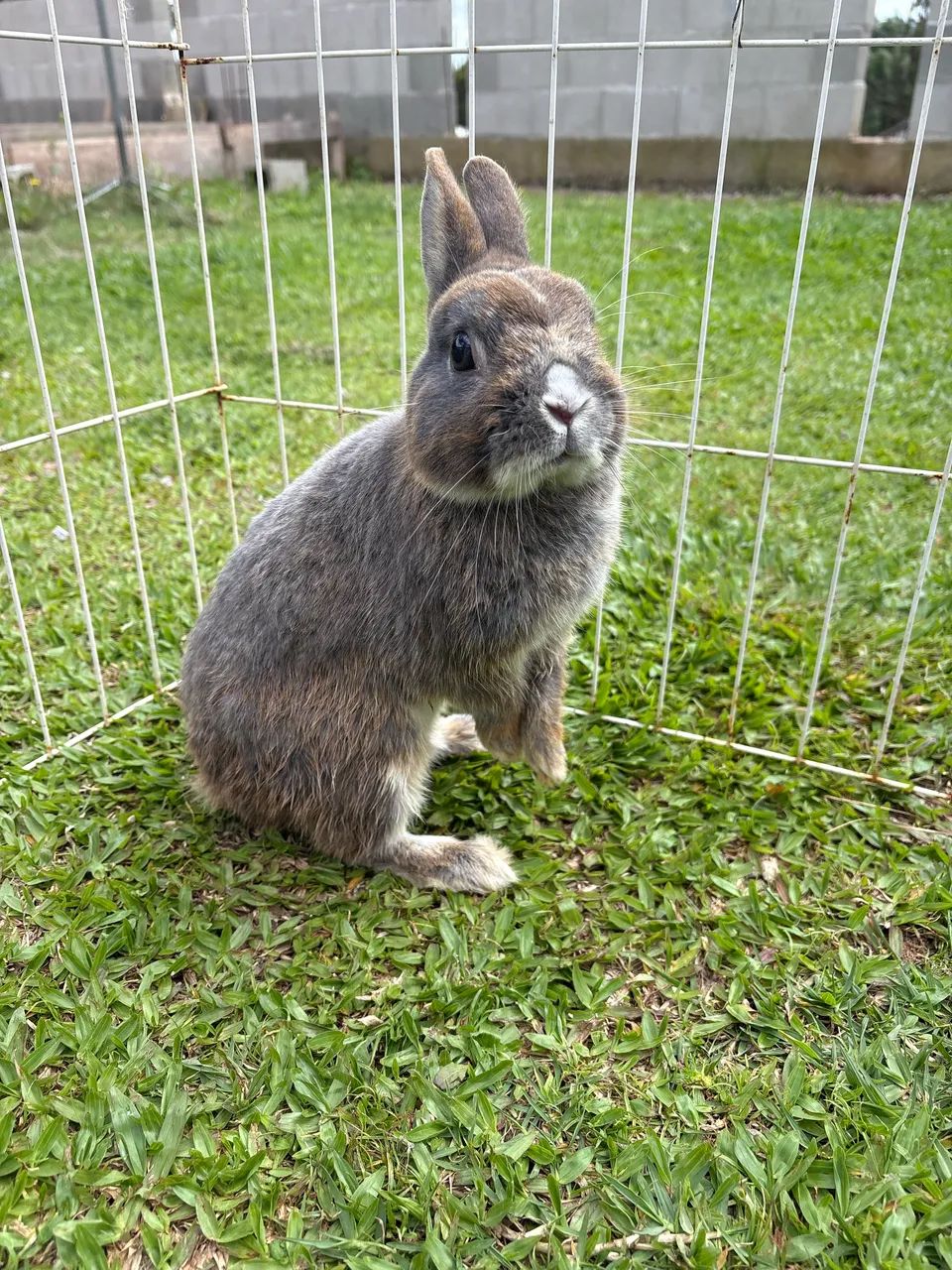 anao netherland  - Foto 4