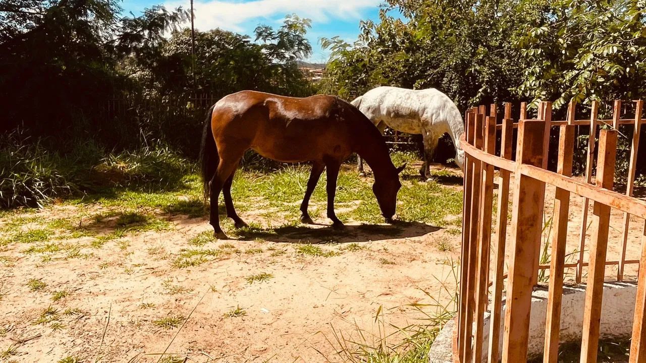 Cavalo Mangalarga Marchador - Foto 4